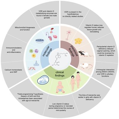 Interaction between Vitamin D homeostasis, gut microbiota, and central precocious puberty